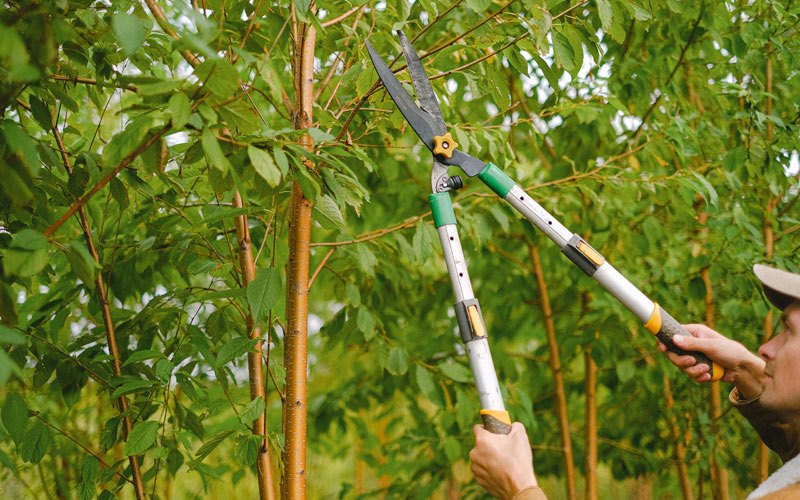 Tree trimming in Cottekill, NY